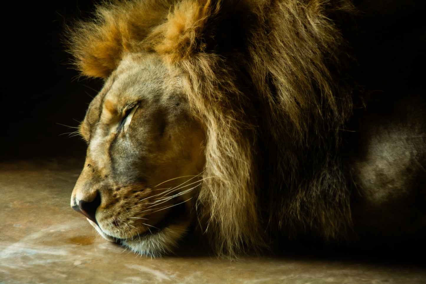 Majestic Slumber
