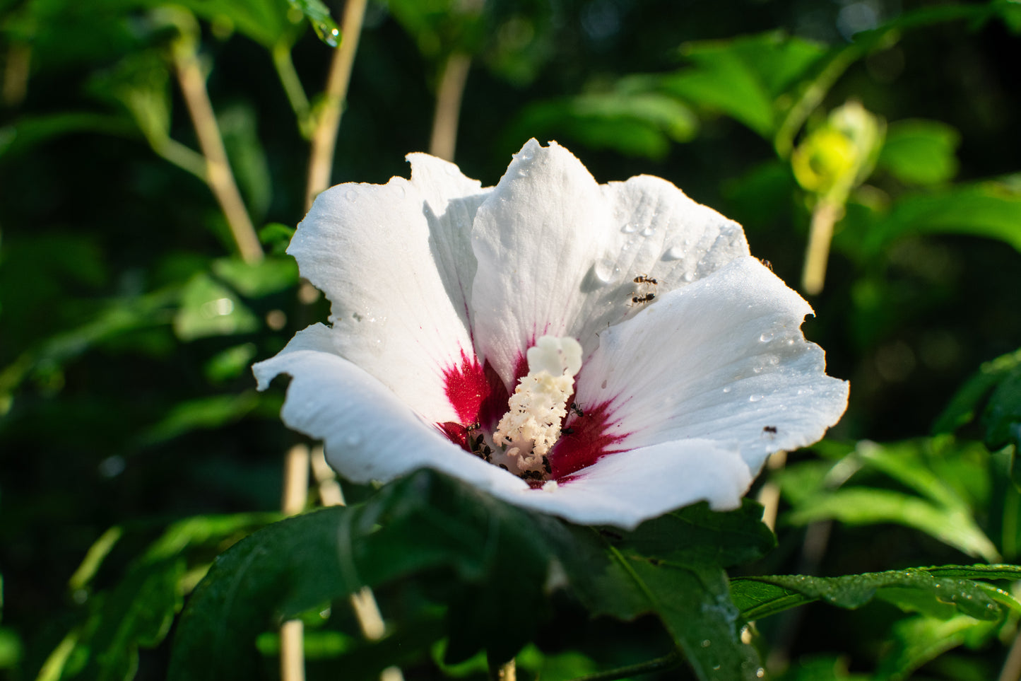 Morning Bloom