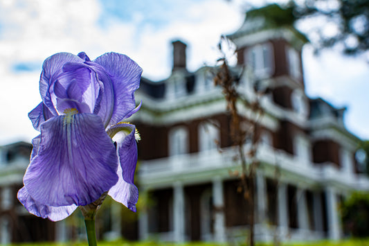 Southern Elegance in Bloom