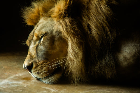 Majestic Slumber