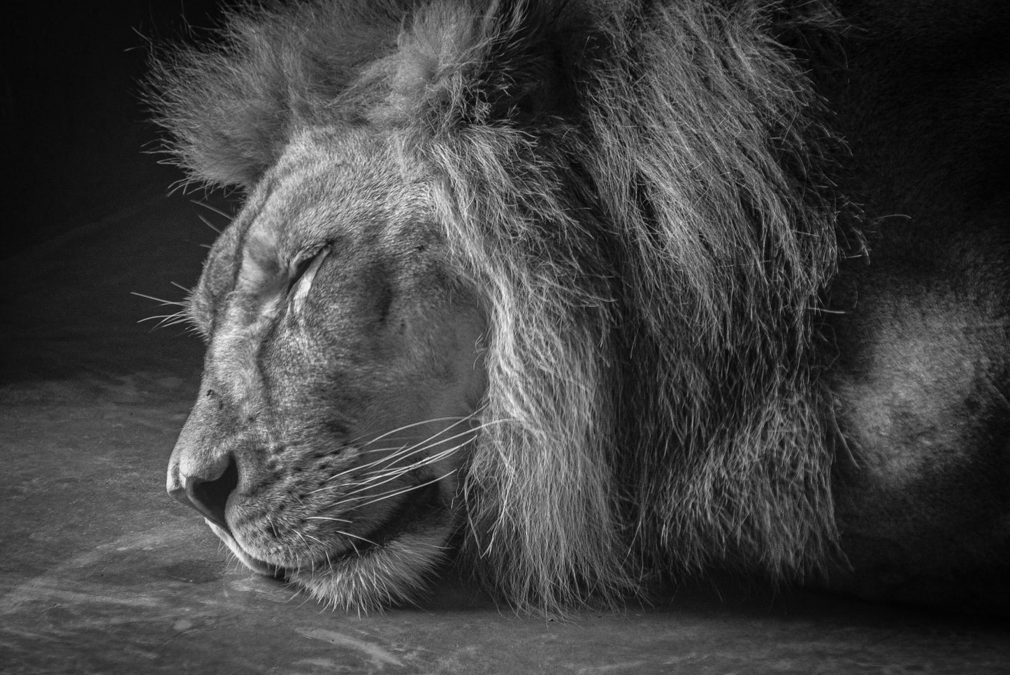 Majestic Slumber in Black and White