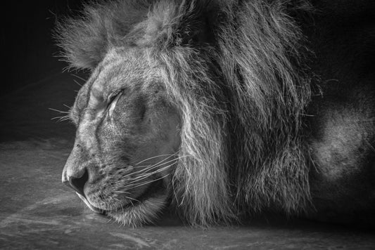 Majestic Slumber in Black and White