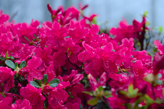 Blush in Bloom