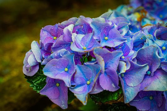 A Colorful Symphony