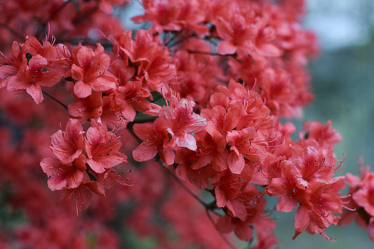 Red Azalea's in Full Bloom