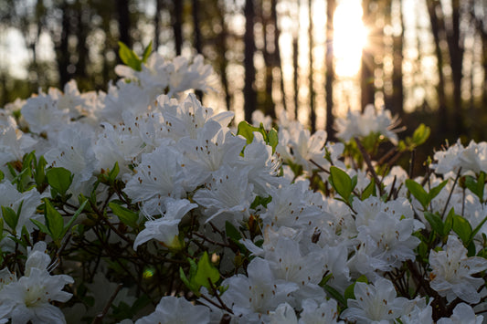 White Azalea's in Bloom