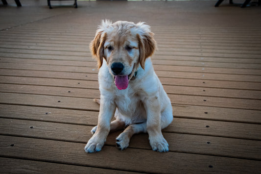 Puppy Love
