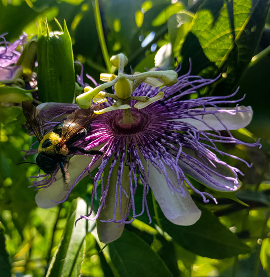 Pollinator’s Paradise