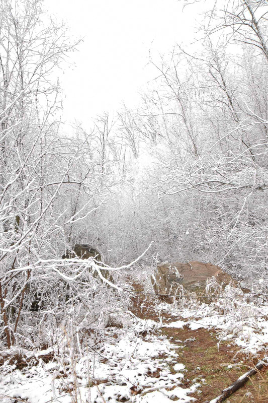 Whispers of Winter